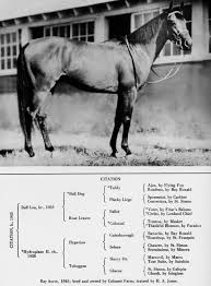 Triple Crown Winners In Conformation Critiques Forum Horses Thouroughbred Horse Triple Crown Winners