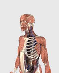 New human body diagram of bones and muscles. Human Upper Body Showing Muscle Parts Axial Skeleton And Veins Poster Print Item Varpststk701145h Posterazzi