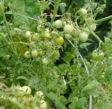 Branched trusses make for accessible harvest and fruits detach without damage for more usable fruit. Candyland Tomatoes Make A Sweet Garden Treat Finegardening