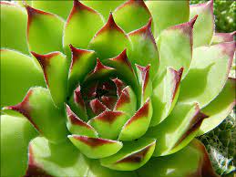 Each leaf rolls under itself along the lengths, while the tip is flicked back inward to point at the center of the rosette. Maintain Your Health Naturally With Houseleek World Of Succulents