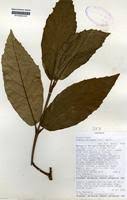 Image result for Xymalos monospora