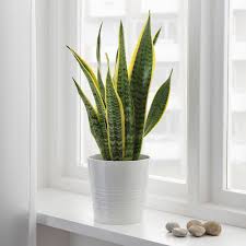 Mar 17, 2018 · snake plant is classic yet versatile houseplant with sword like foliage design. All About Snake Plants Seattle S Favorite Garden Store Since 1924 Swansons Nursery