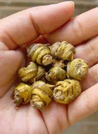 Image result for Habenaria rhopalostigma