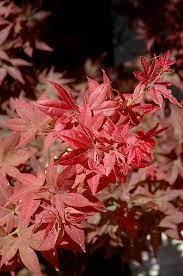 Maples for the far north. Ruby Stars Japanese Maple Acer Palmatum Ruby Stars In Boston Hopkinton Chelmsford Hingham Middleborough Massachusetts Ma At Weston Nurseries