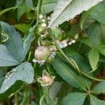 Image result for Merremia quinquefolia