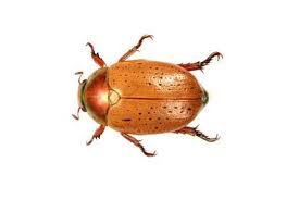 They are known as christmas beetles because they are abundant in both urban and rural areas close to christmas. Where Have All The Christmas Beetles Gone The Australian Museum