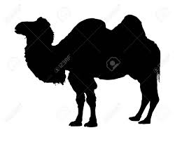 They have a third, clear eyelid that protects their eyes from blowing sand. Standing Bactrian Camel Vector Isolated On White Camel Vector Royalty Free Cliparts Vectors And Stock Illustration Image 123769369