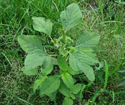 Image result for Amaranthus hybridus