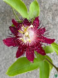 Image result for Passiflora vitifolia