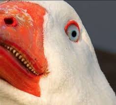 Goose Gives Frightening Closeup Scary Birds What The Duck Duck