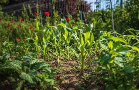 Maybe you would like to learn more about one of these? 9 Corn Growing Mistakes To Avoid For Home Gardeners Gardening Channel