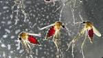  Mosquito Spit Disturbs Human Immune Cells for Days