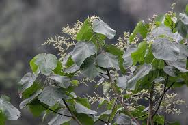 Image result for Neoboutonia