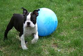 This page will show any future litter announcements and availability. The Boston Terrier Club Of America