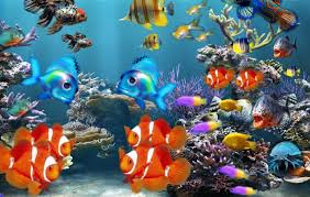 Saat akan memulai bisnis yang berhubungan dengan ikan hias, maka mempersiapkan kolam ikan hias memang menjadi langkah penting yang harus dilakukan. Tips Menjalankan Bisnis Ikan Hias Dengan Untung Besar Info Bisnisku