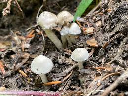Image result for Inocybe sp.