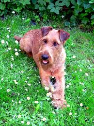 Image result for irský teriér