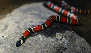 Student studying pythons, boas, pit vipers, the photo has been confounding people trying to find the snake ever since it was posted on sunday. Everything You Need To Know About Snakes On The Farm