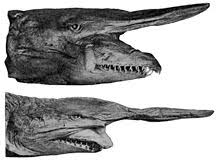 The biting process, named slingshot feeding by the known as mitsukuri sharks in japan, goblin sharks are so called in western nations due to their somewhat alarming appearance: Goblin Shark Wikipedia