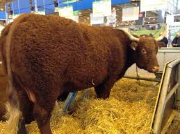 Désormais, il n'y a plus de naissances au salon de l'agriculture, les petits naisssent tranquillement chez leur éleveur. Paris Breakfasts Salon De L Agriculture 2015