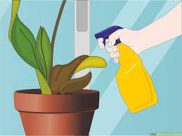 How To Care For Orchids: 14 Steps (With Pictures) - Wikihow