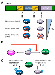 Hif vann mot falkenberg efter van den hurks hattrick. Hypoxia Inducible Factor Hif Network Insights From Mathematical Models Cell Communication And Signaling Full Text