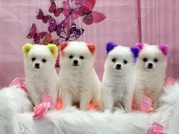 Opawz Permanent Safe Dog Hair Color Asian Fusion Grooming Dog Hair Dye Dog Dye Dog Hair