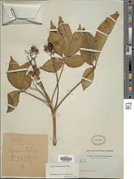 Image result for Vitex ferruginea