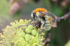 Image result for Bombus humilis