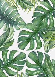 Pin By Asley Tropical On Fondos De Pantalla In 2020 Monstera Leaf Plant Wallpaper Monstera