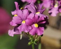 Image result for Nemesia fruticans