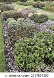 Image result for shrubby veronica hebe