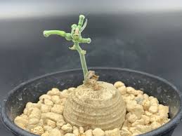 Image result for Trochomeria