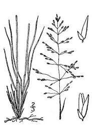 Image result for Sporobolus panicoides