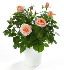 Check spelling or type a new query. Plant Stand Arizona