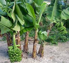 Akhir sekali, pisang yang muda boleh dibuat kerepek pisang. Tanam Pokok Pisang Ada Caranya Pengurus Ladang Kongsi Tip Lengkap Mingguan Wanita