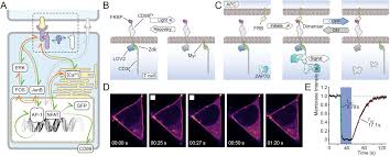 1 chevrolet/gmc 2 med/heavy duty apps 800.499.6849 www.kysorhvac.com. Quantifying Signal Persistence In The T Cell Signaling Network Using An Optically Controllable Antigen Receptor Biorxiv