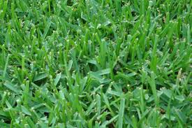 Sad is an untreatable virus that causes the grass to weaken and die away within a couple of years. Raleigh St Augustine Mata Turf