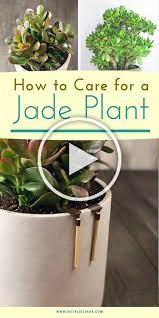 Learn How To Care For A Jade Plant Jade Plants Are Beautiful Succulents That Gr Beautiful Care Jade Learn Plant Pla Jade Plant Care Jade Plants Plants
