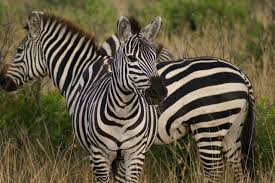 Free Image On Pixabay Zebra Animals Wild In 2020 Animals Zebra Africa Wildlife