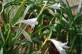 Image result for Crinum rautanenianum