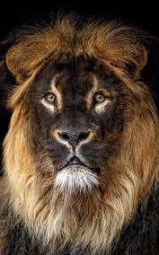 Pin By Maia Mosashvili On Raubkatzen Majestic Animals Black Lion Animals Beautiful Lions are most active at night and live in a variety of habitats but prefer grassland, savanna, dense scrub, and open woodland. pinterest