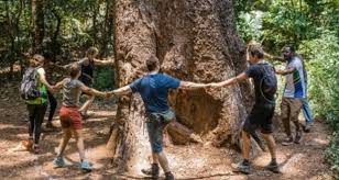 Image result for Milicia excelsa