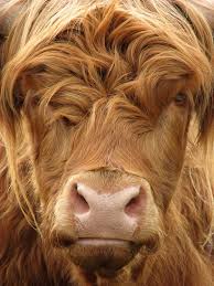 Highland Cow By Ronald Hudson 500px Fluffy Cows Cow Cute Cows