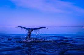Pixie dust, magic mirrors, and genies are all considered forms of cheating and will disqualify your score on this test! 37 Oceans Quiz Questions And Answers And We Lived Beneath Waves