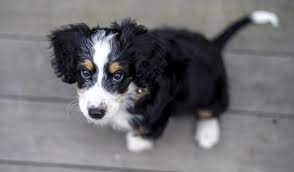 Blue skye doodles proudly raising mini and medium bernedoodles and aussie mountain doodles (aka aussie bernedoodles or swiss doodles) in traditional tricolors, merle tricolors, phantoms and. Best Bernedoodle Breeders In California Top 4 In 2021