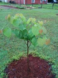 The eastern redbud is a large shrub or small tree that will grow to around 20 feet tall and as much across. Training A Young Redbud Tree