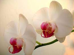 How To Care For Orchids Flower Lovely Flowers Wallpaper Orchids Orchid Flower