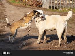 Alabay dogs are turkmen shepherd dogs. Fight Dogs Dog Bites Image Photo Free Trial Bigstock