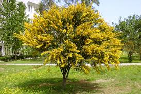 Image result for Acacia